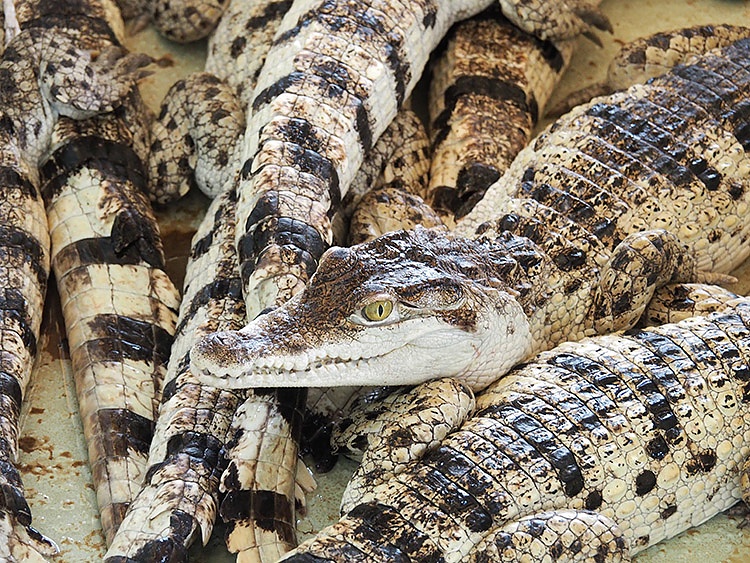 Crocodile Farm Puerto Princesa