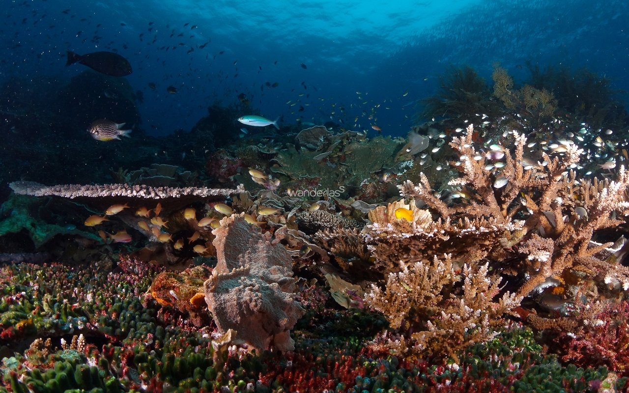 Diving Raja Ampat Reefscape