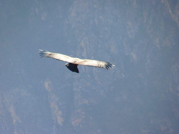 andean-condor