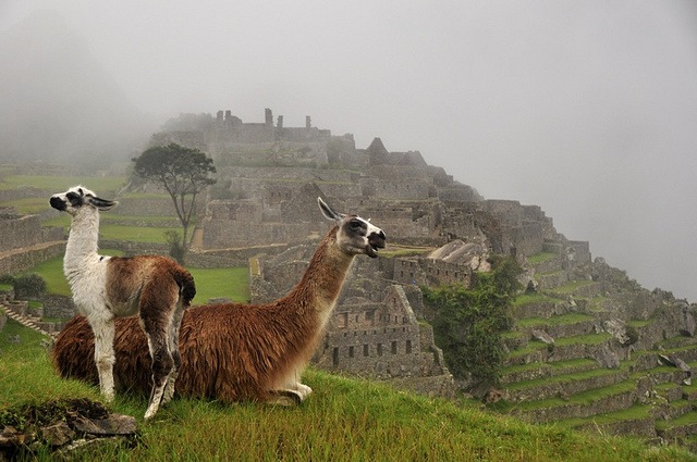 The Incas and Machu Picchu
